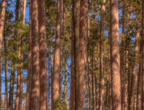 Meet Biwabik’s New City Administrator Michael Schultz