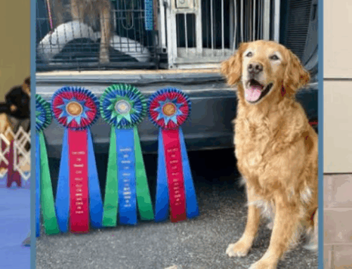 Featured Business: Golden Paws Dog Training