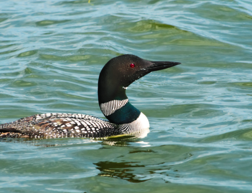 Don’t Miss These East Range Events in 2026